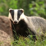 Барсучий жир сезона 2025, Тюмень