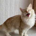 Сибирские котята, Тюмень