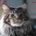 Великолепные котята породы мейн кун, Тюмень