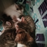 Девочки британки ищут хозяев, Тюмень