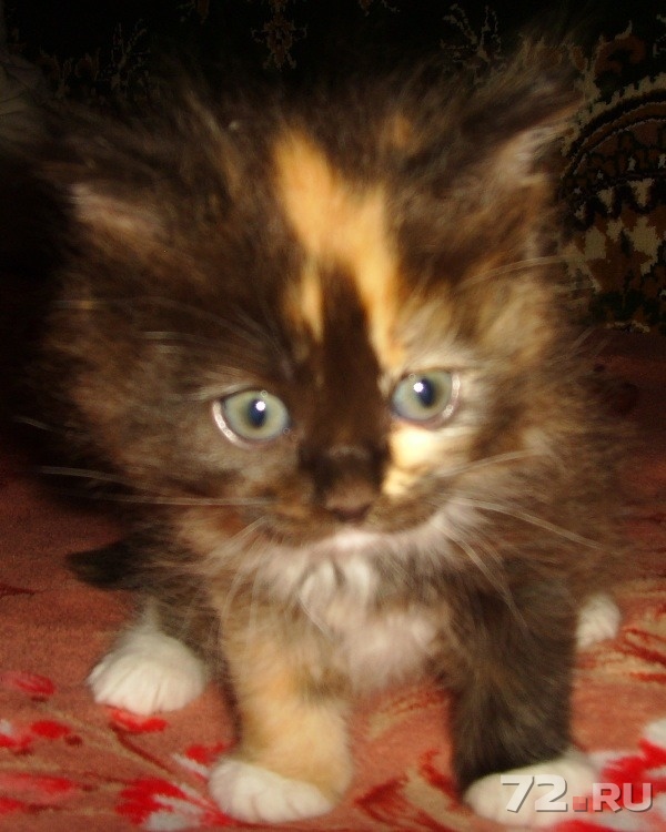 Барнаул котята в добрые. Сибирская черепаховая кошка. Сибирская кошка трехцветная котенок. Котенок с рыжей челкой. Трехшерстные котята Барнаул-.